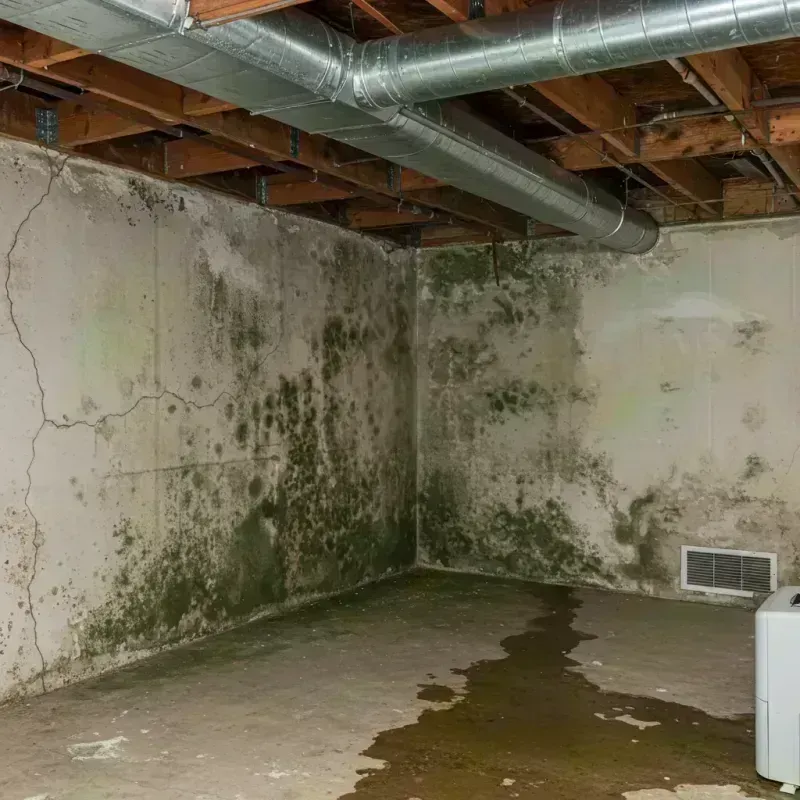 Professional Mold Removal in Hermann, MO